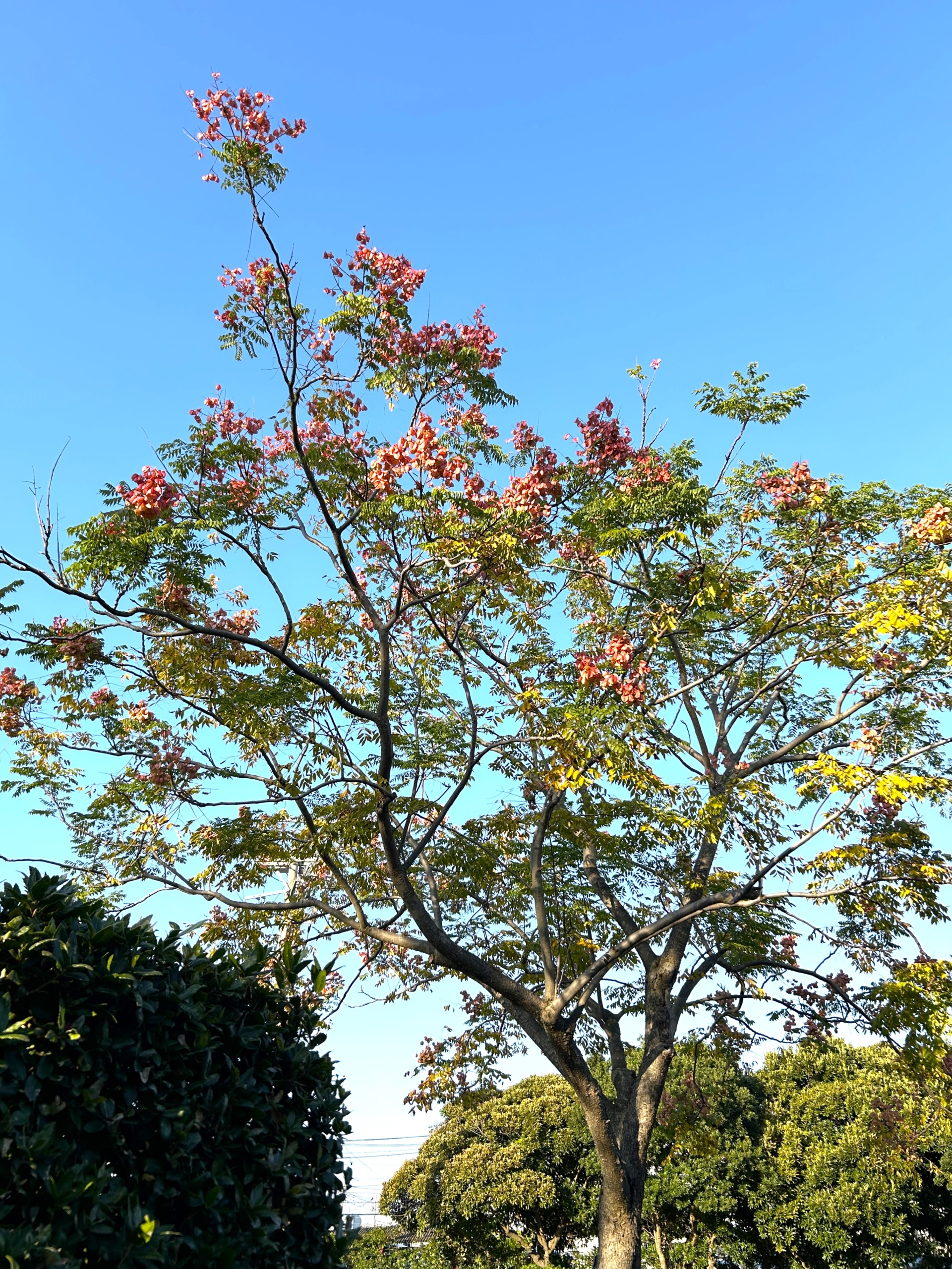 11/12 タイワンモクゲンジさん