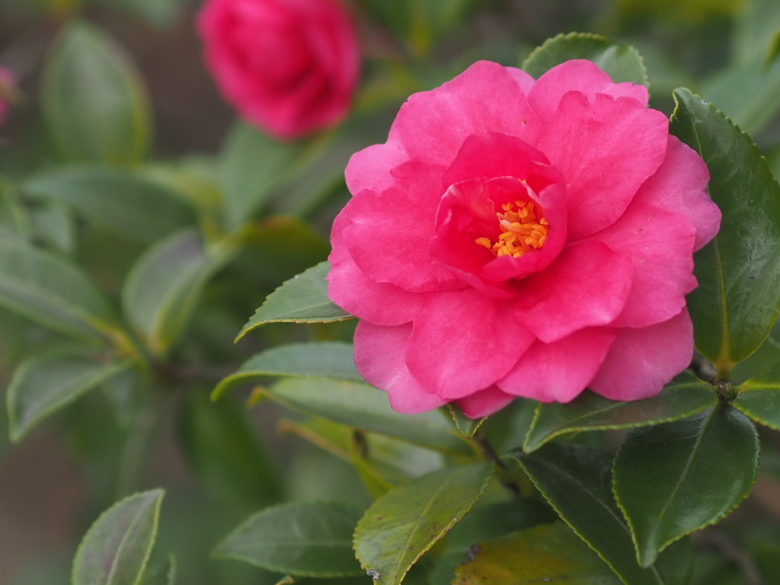 12/20  サザンカさん