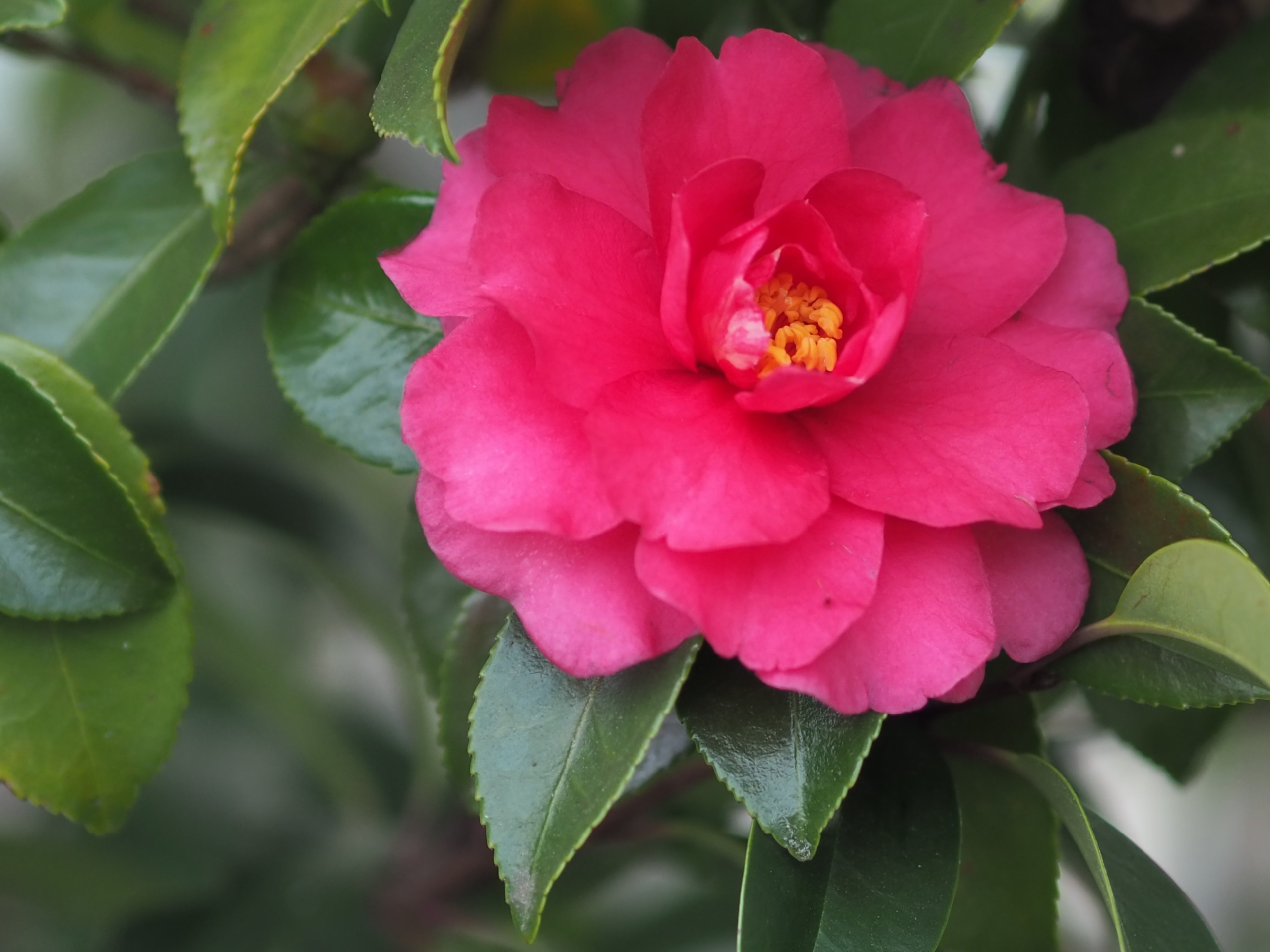 12/20  サザンカさん