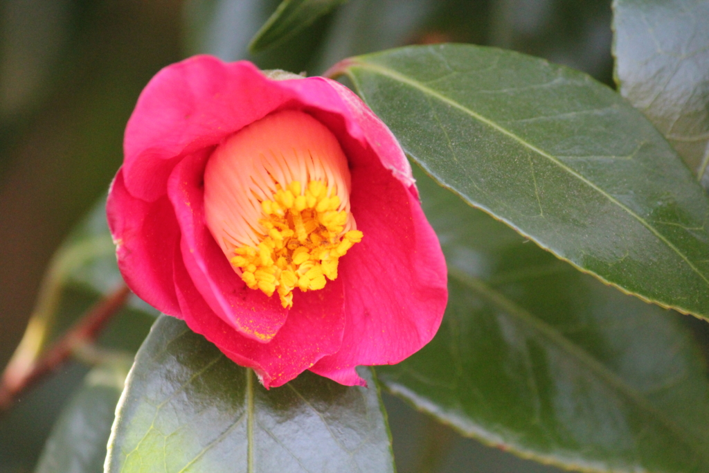 1/28 ヤブツバキさん