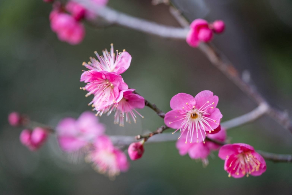 1/21  寒紅梅さん