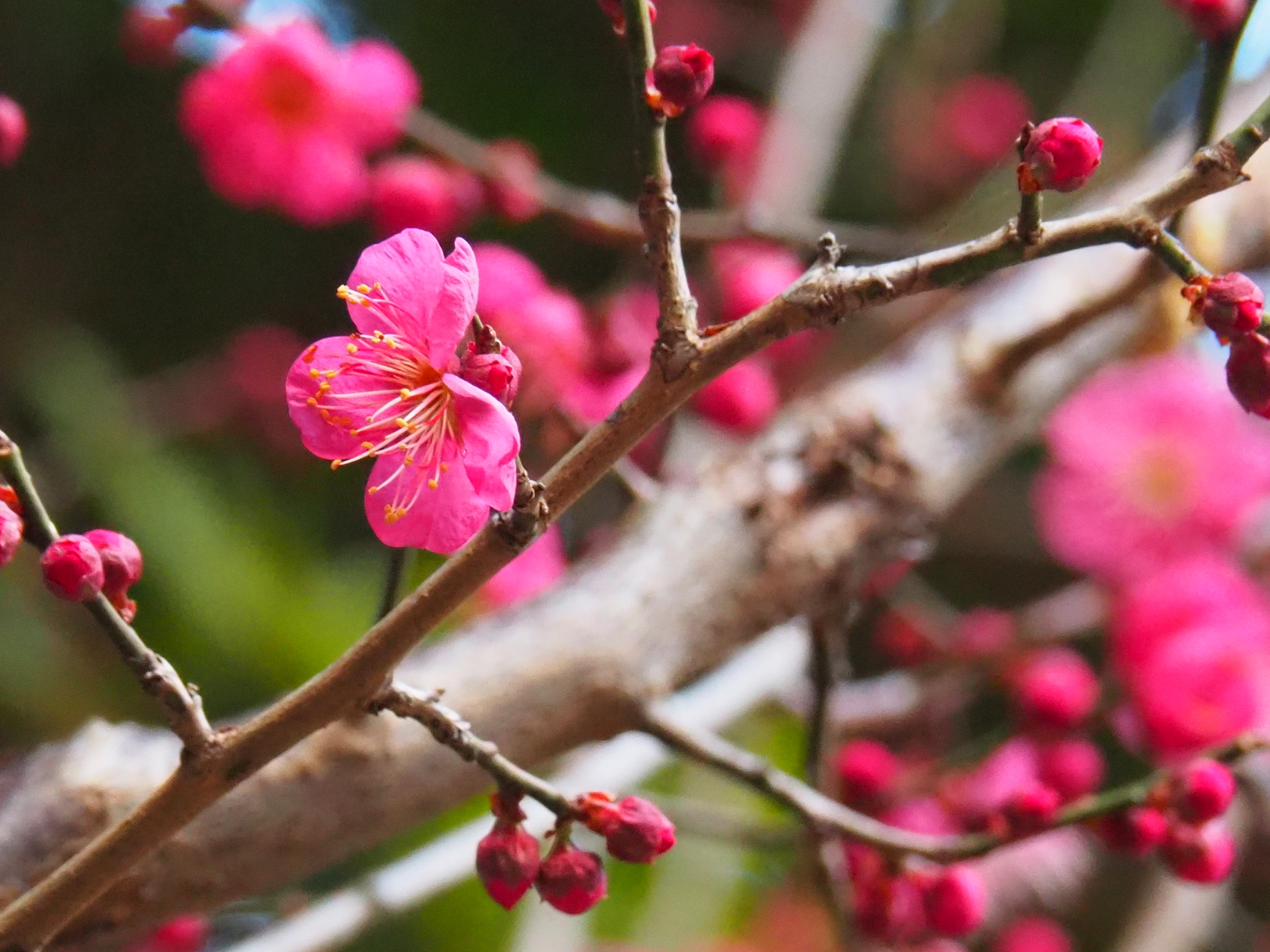 1/21  寒紅梅さん