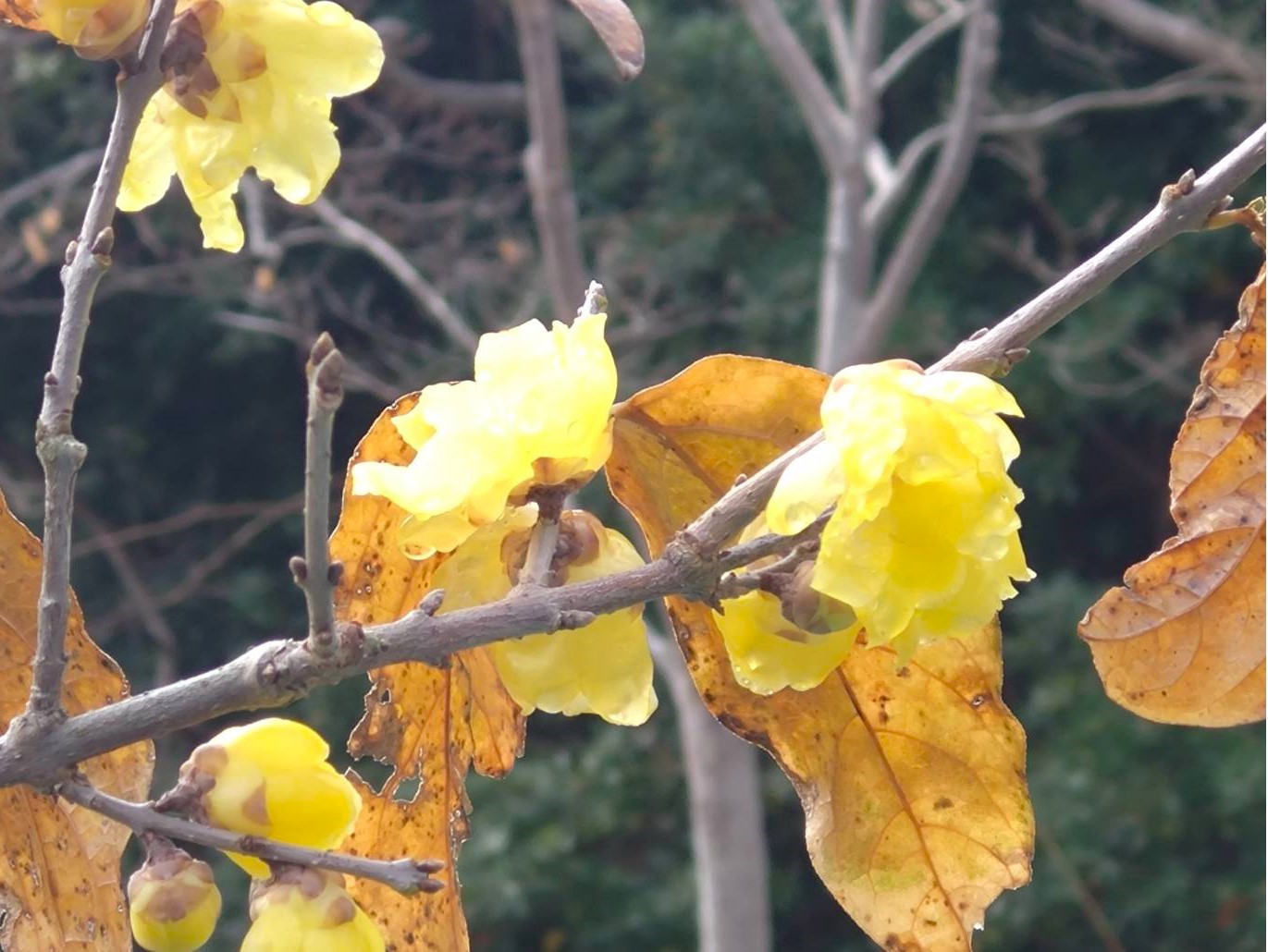 1/7  ロウバイさん