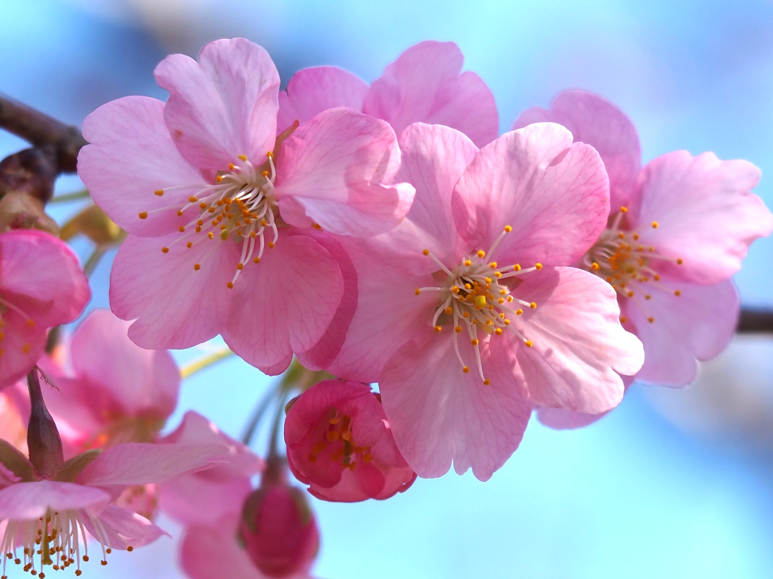 2/28　カワヅサクラ（河津桜）さん
