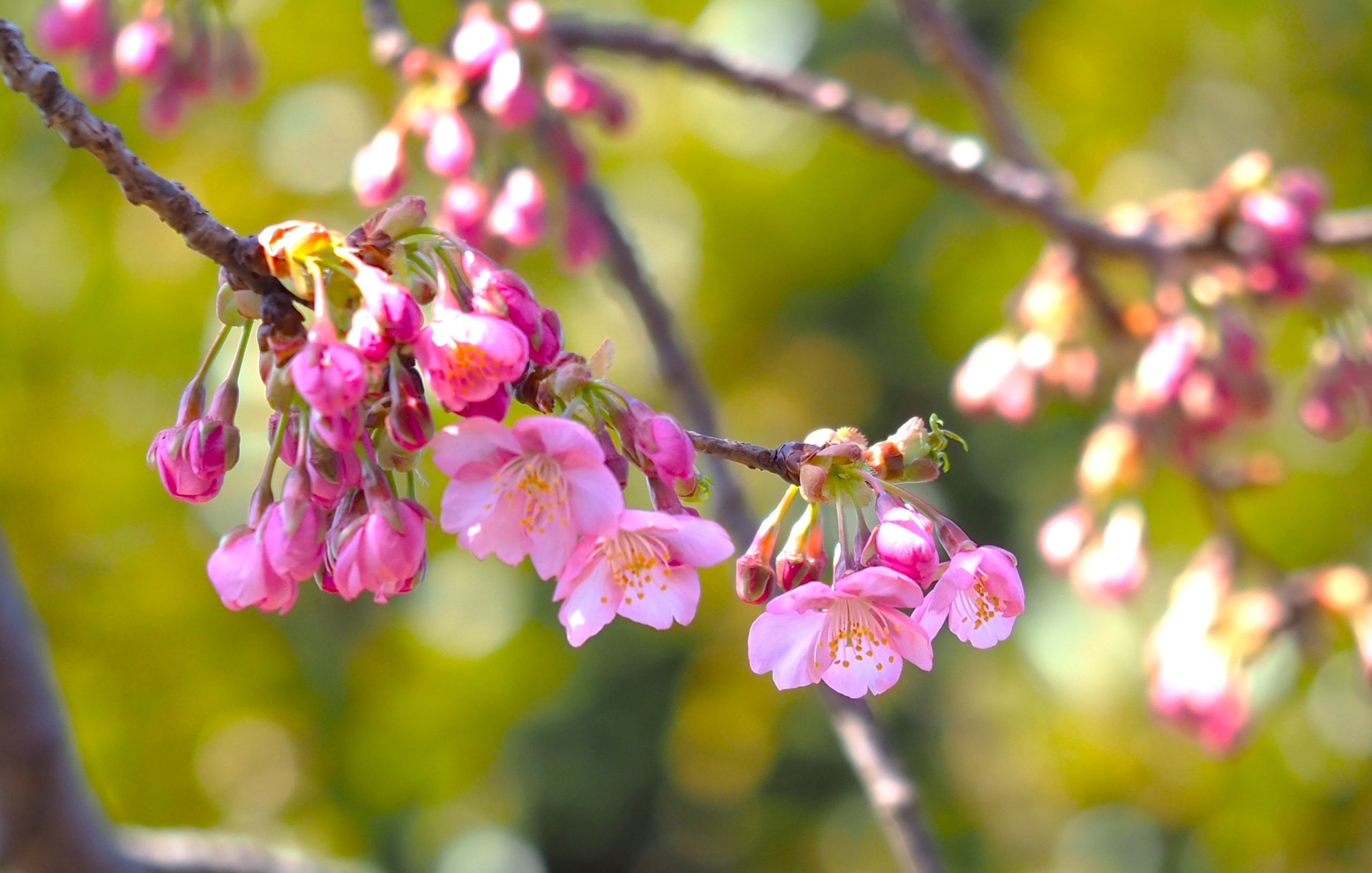 2/28　カワヅサクラ（河津桜）さん