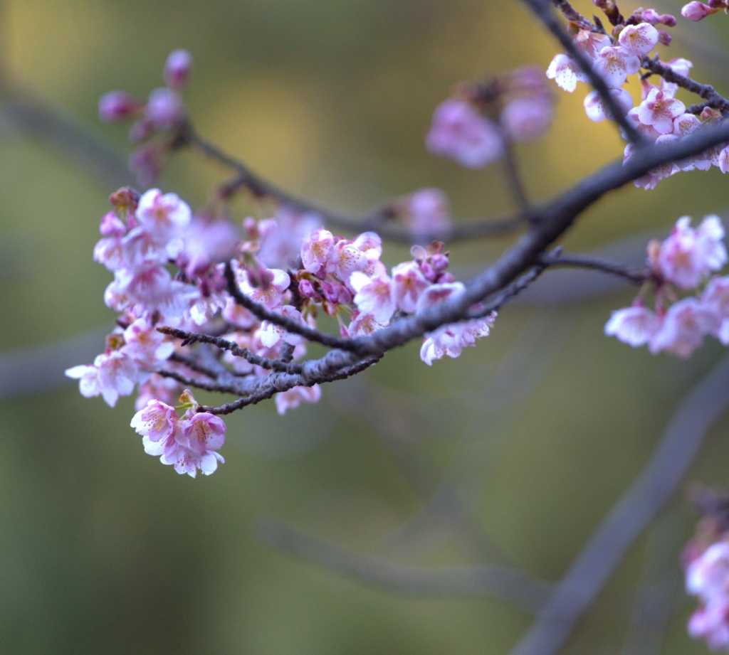 2/11 カンザクラ（寒桜）さん