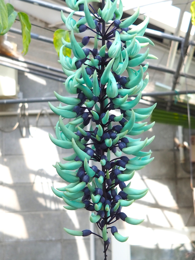 3/26  ヒスイカズラさん