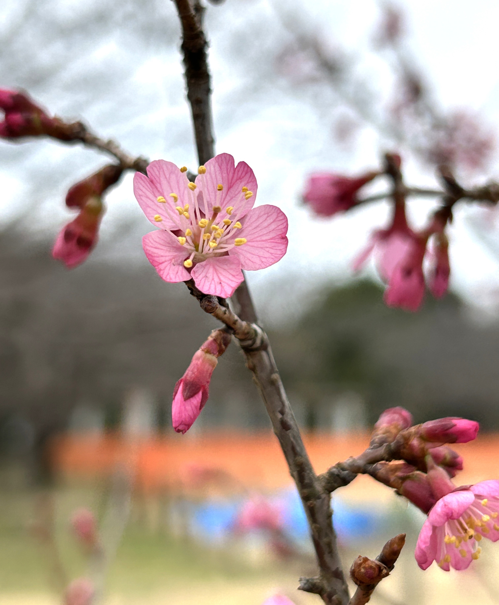 3/15  オカメザクラさん