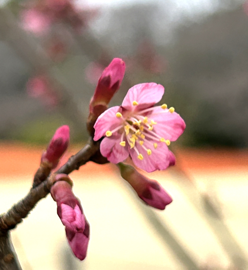 3/15  オカメザクラさん