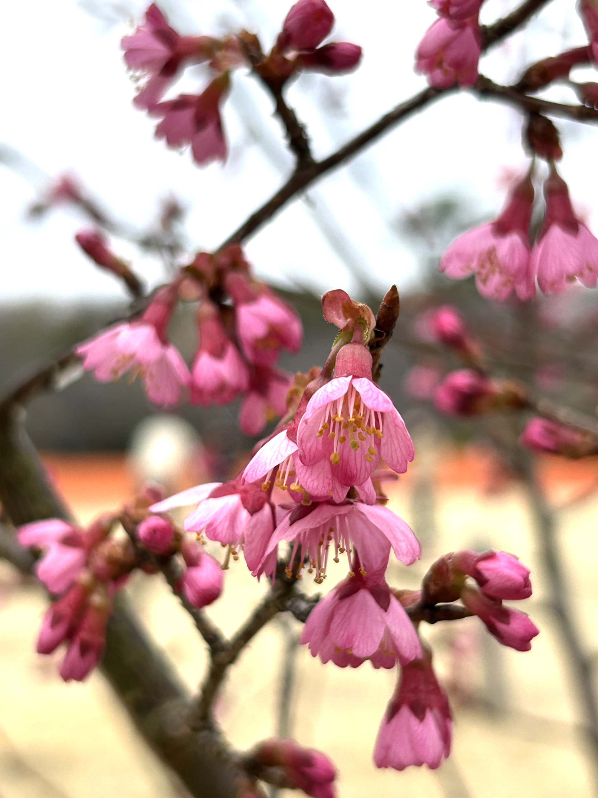 3/15  オカメザクラさん