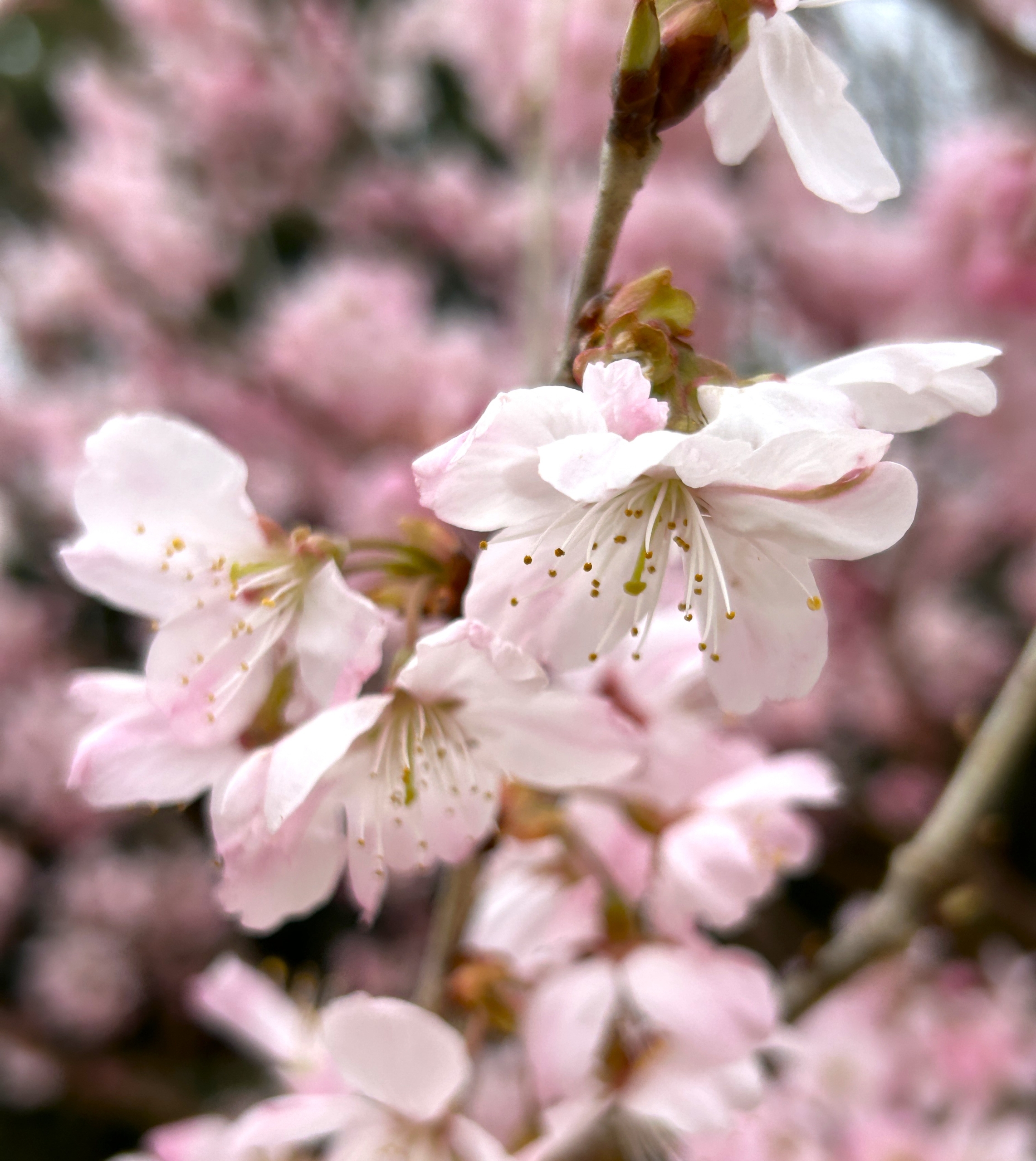 3/15  ハルメキさん