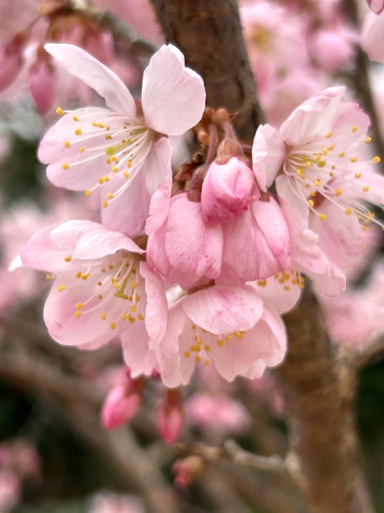 3/15  ハルメキさん