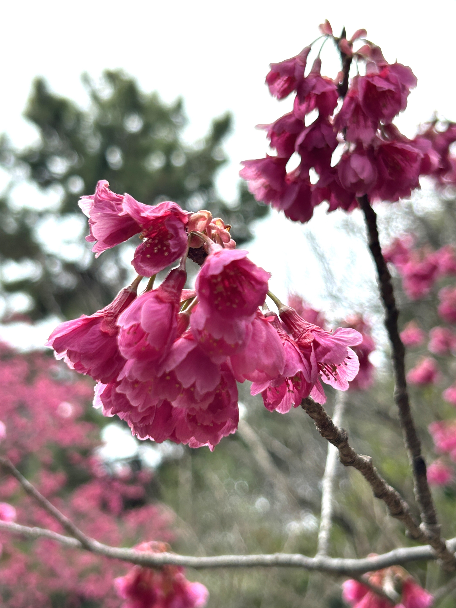 3/15　カンヒザクラさん