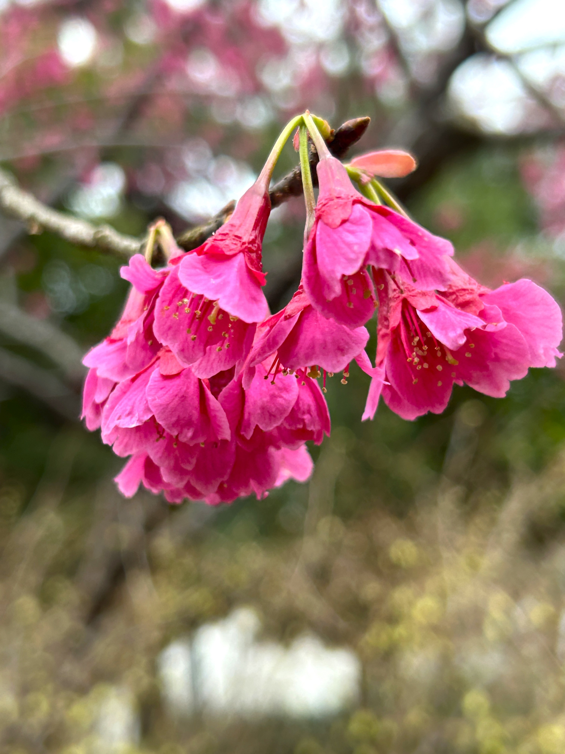 3/15　カンヒザクラさん