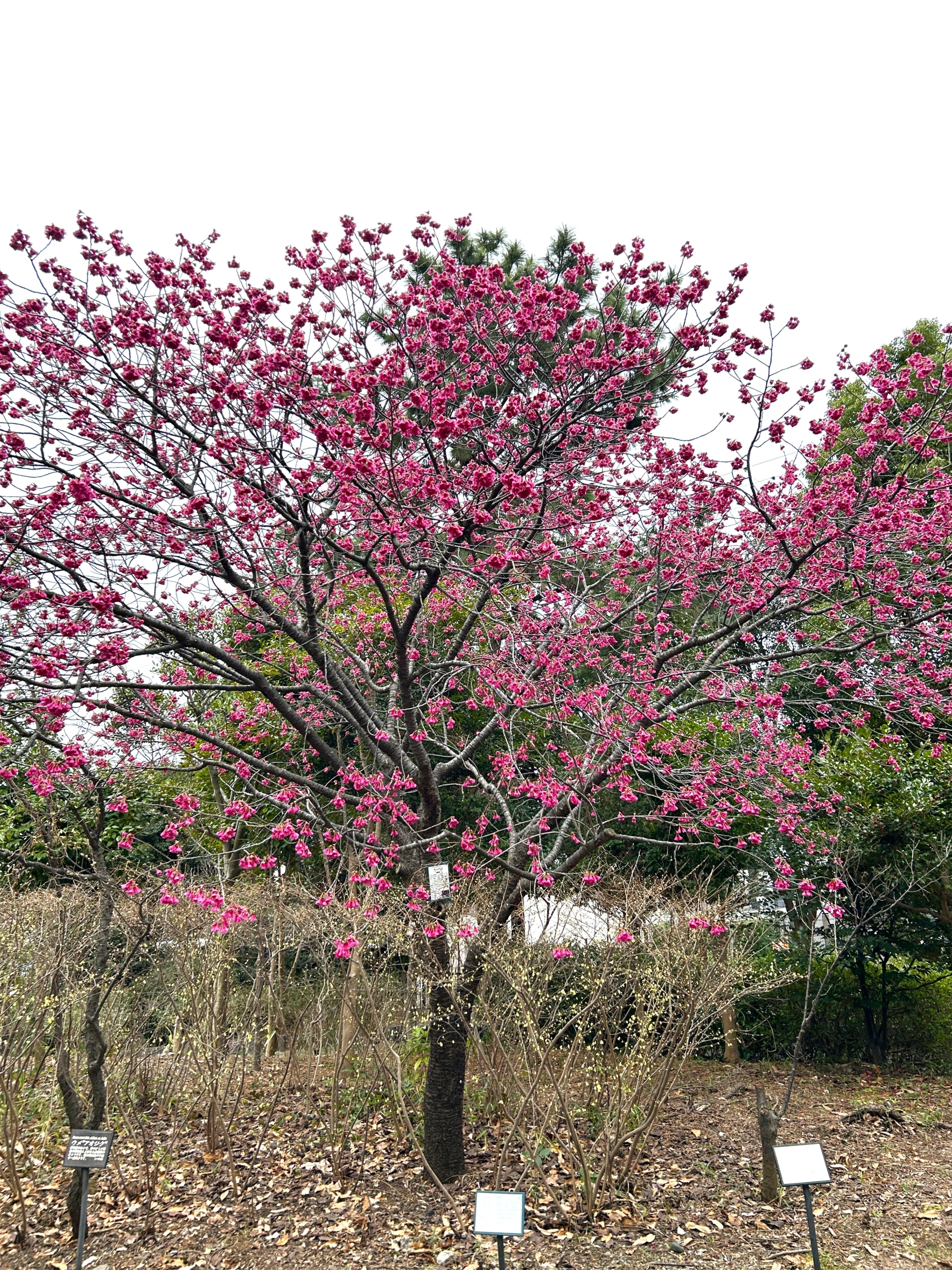3/15　カンヒザクラさん