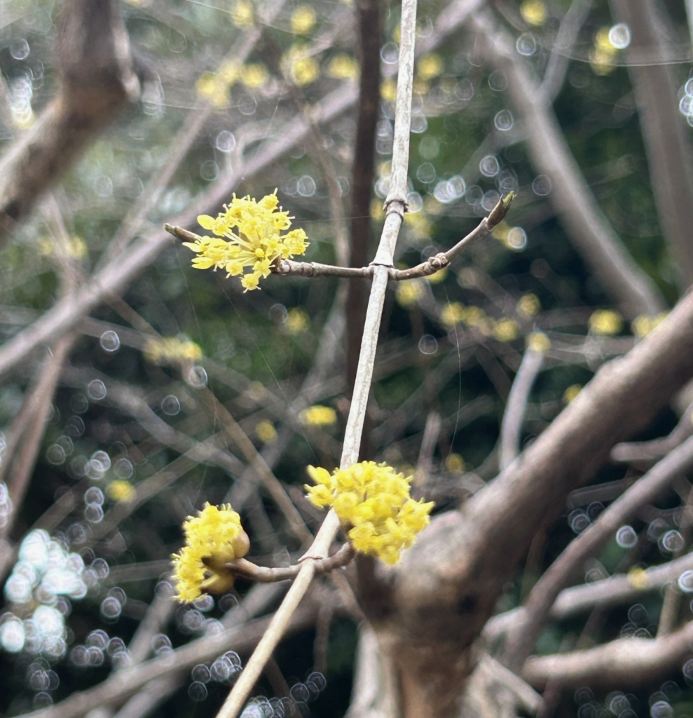 3/15  サンシュユさん