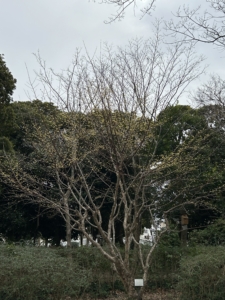 3/15  サンシュユさん