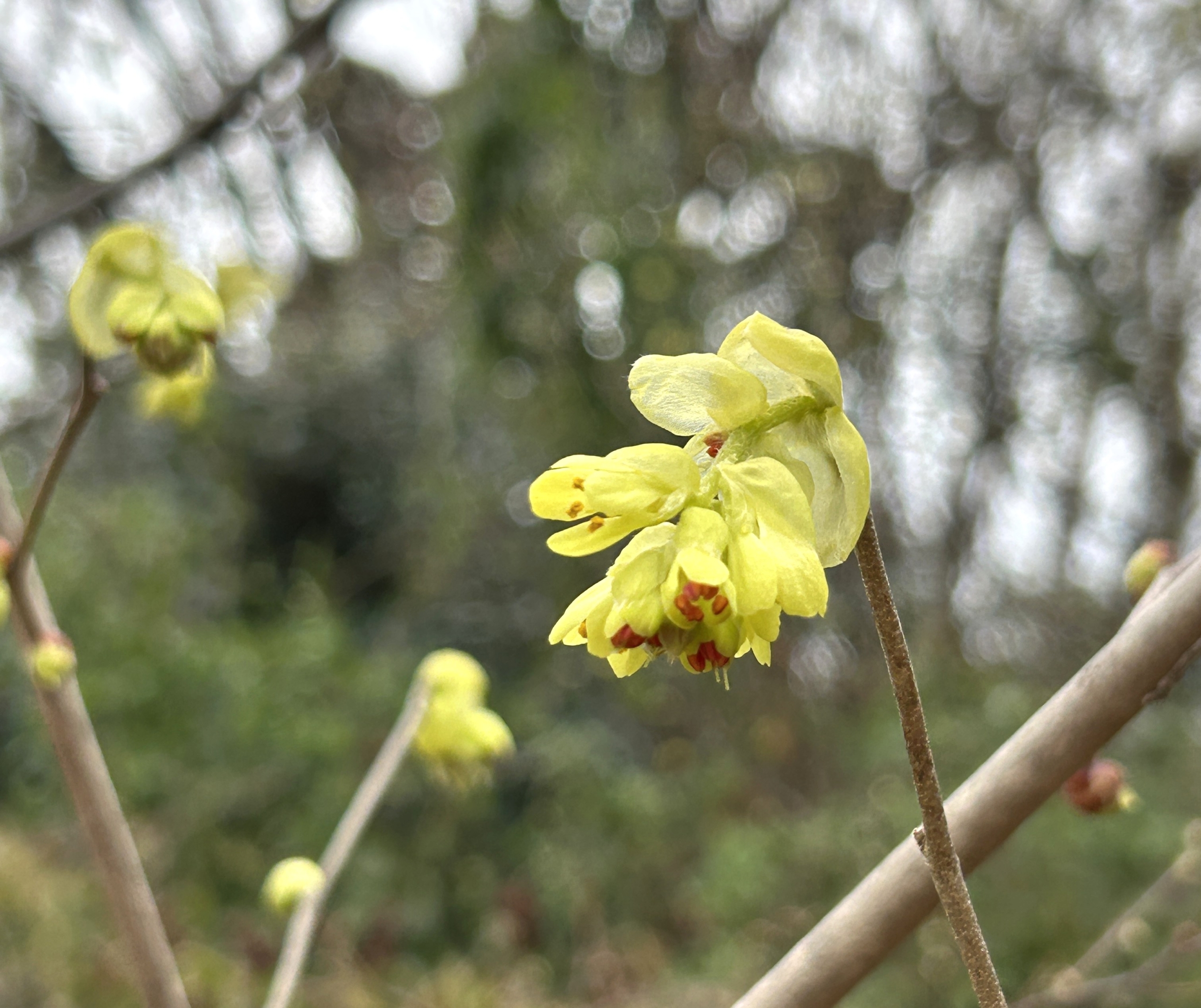 3/15  トサミズキさん