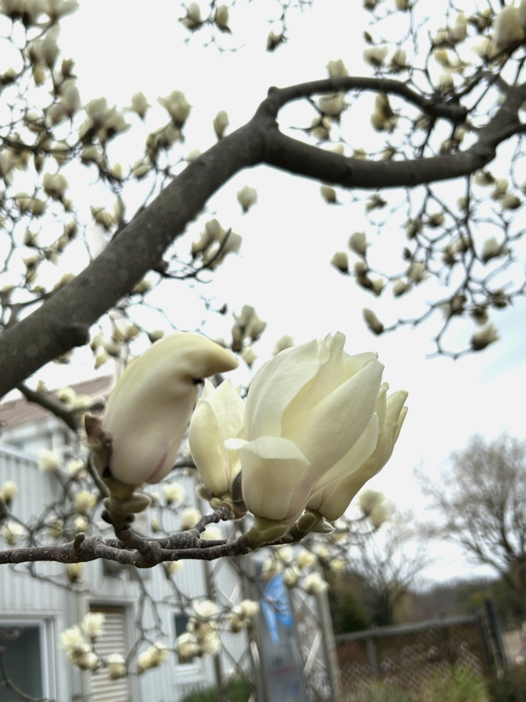 3/15 ハクモクレンさん