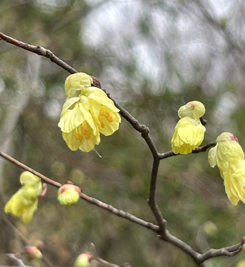 3/15  ヒュウガミズキさん