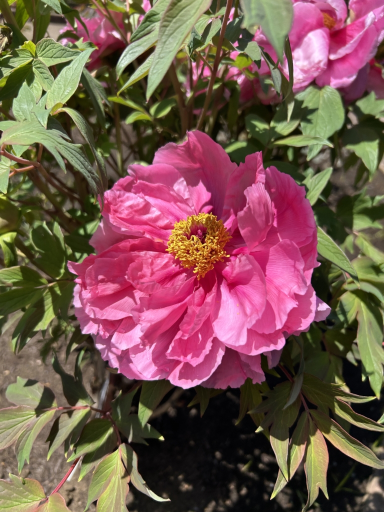 4/15  ボタン（牡丹）