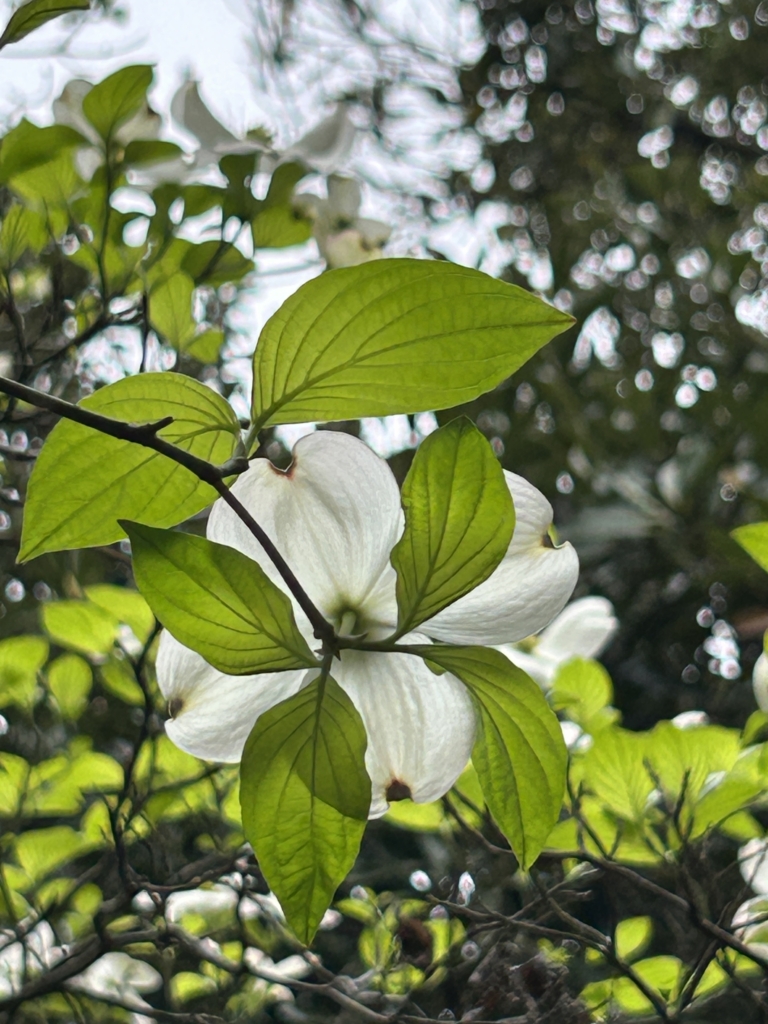 4/20　ハナミズキ