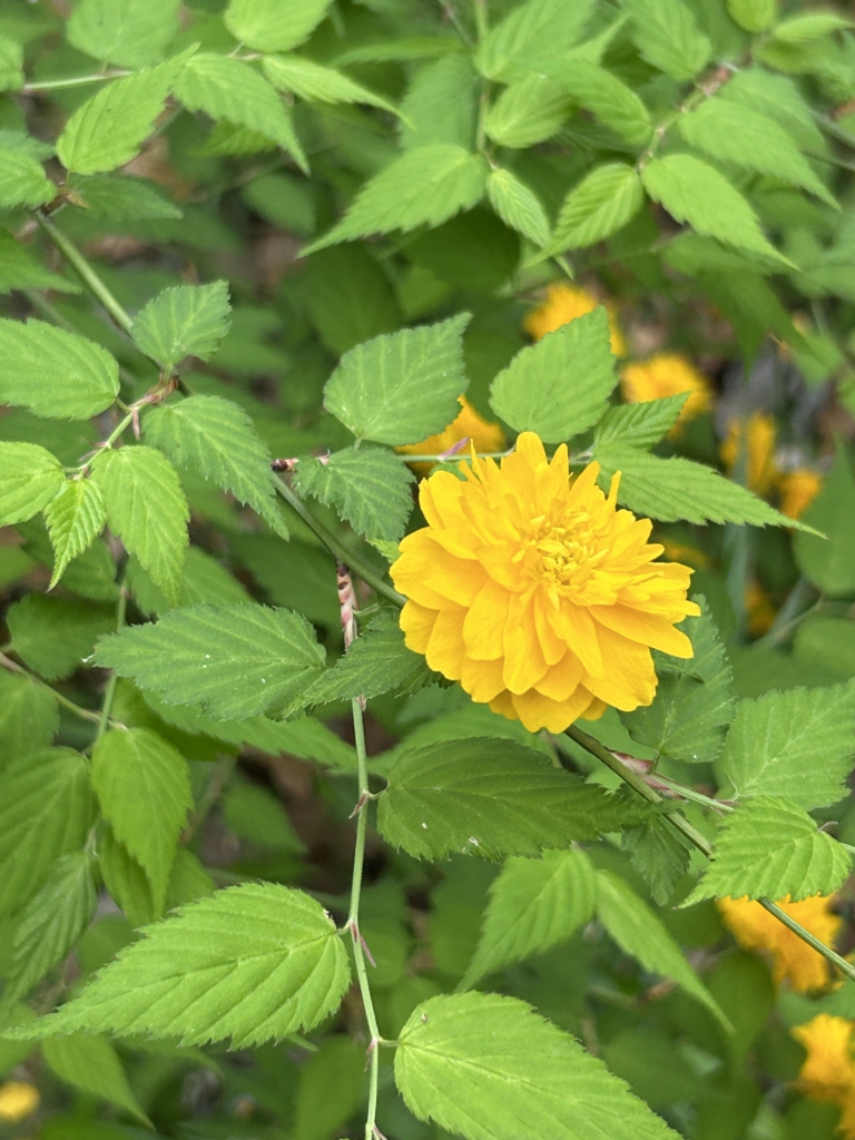 4/20  八重ヤマブキ