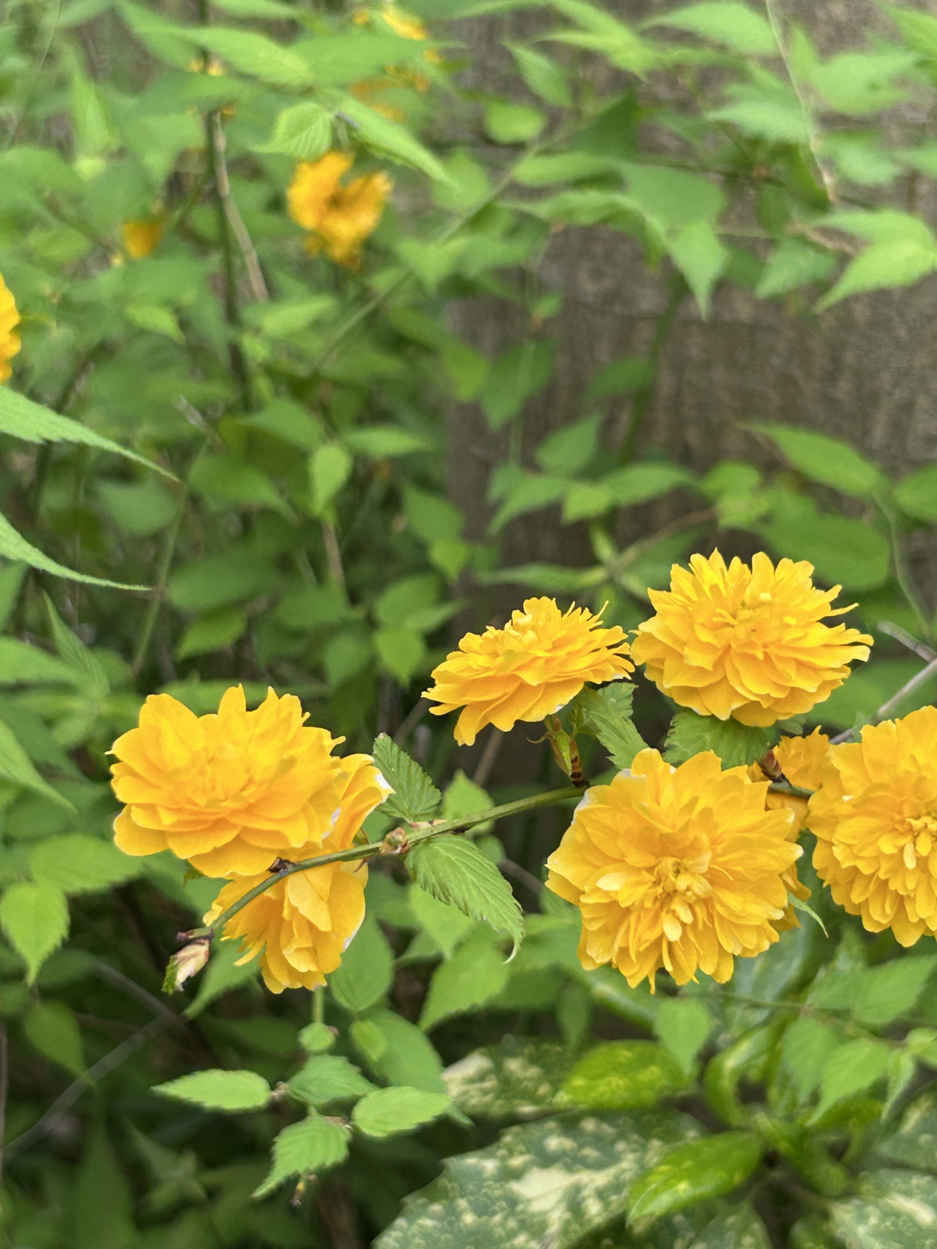 4/20  八重ヤマブキ