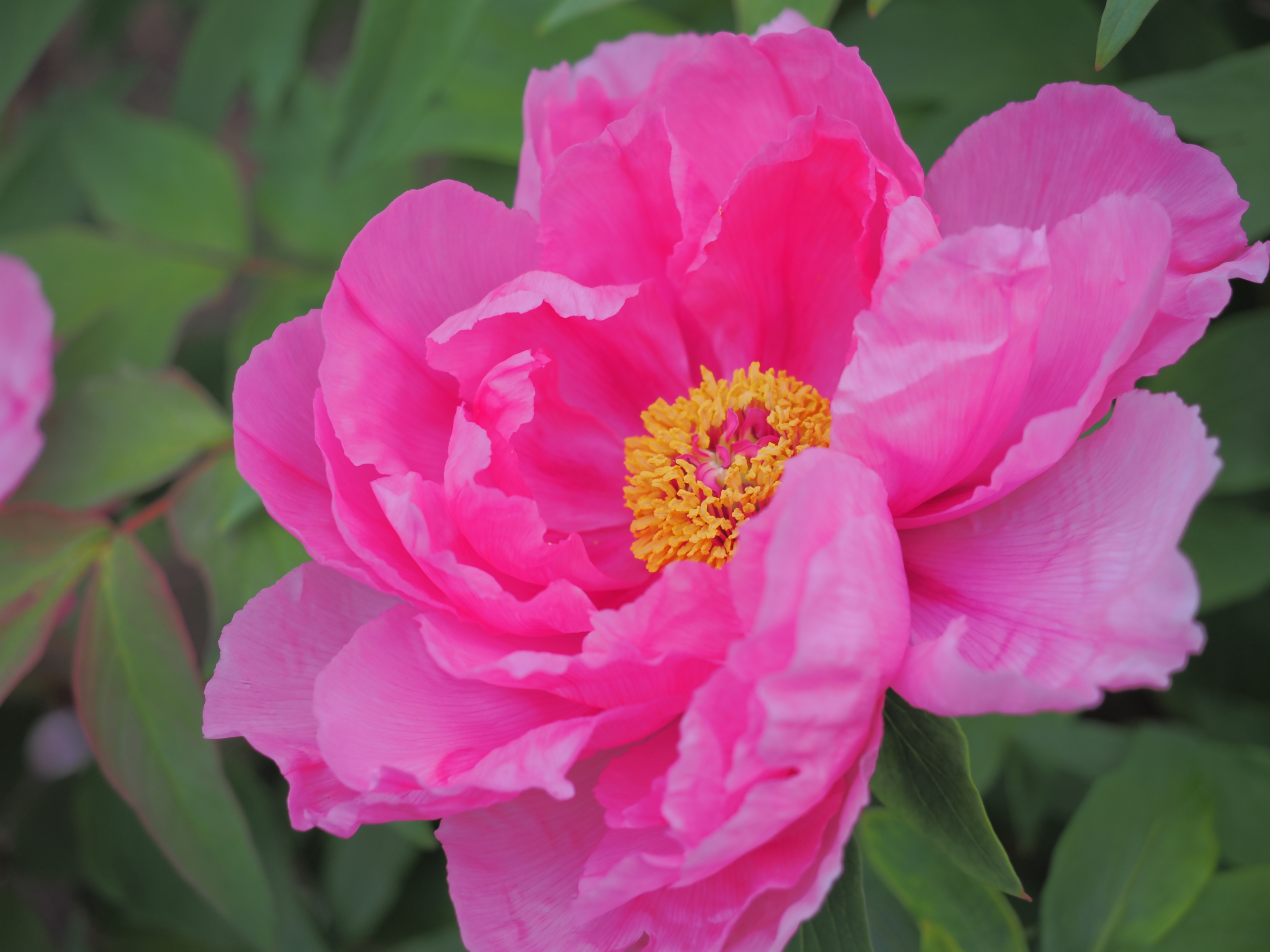 4/９ ボタン（牡丹）