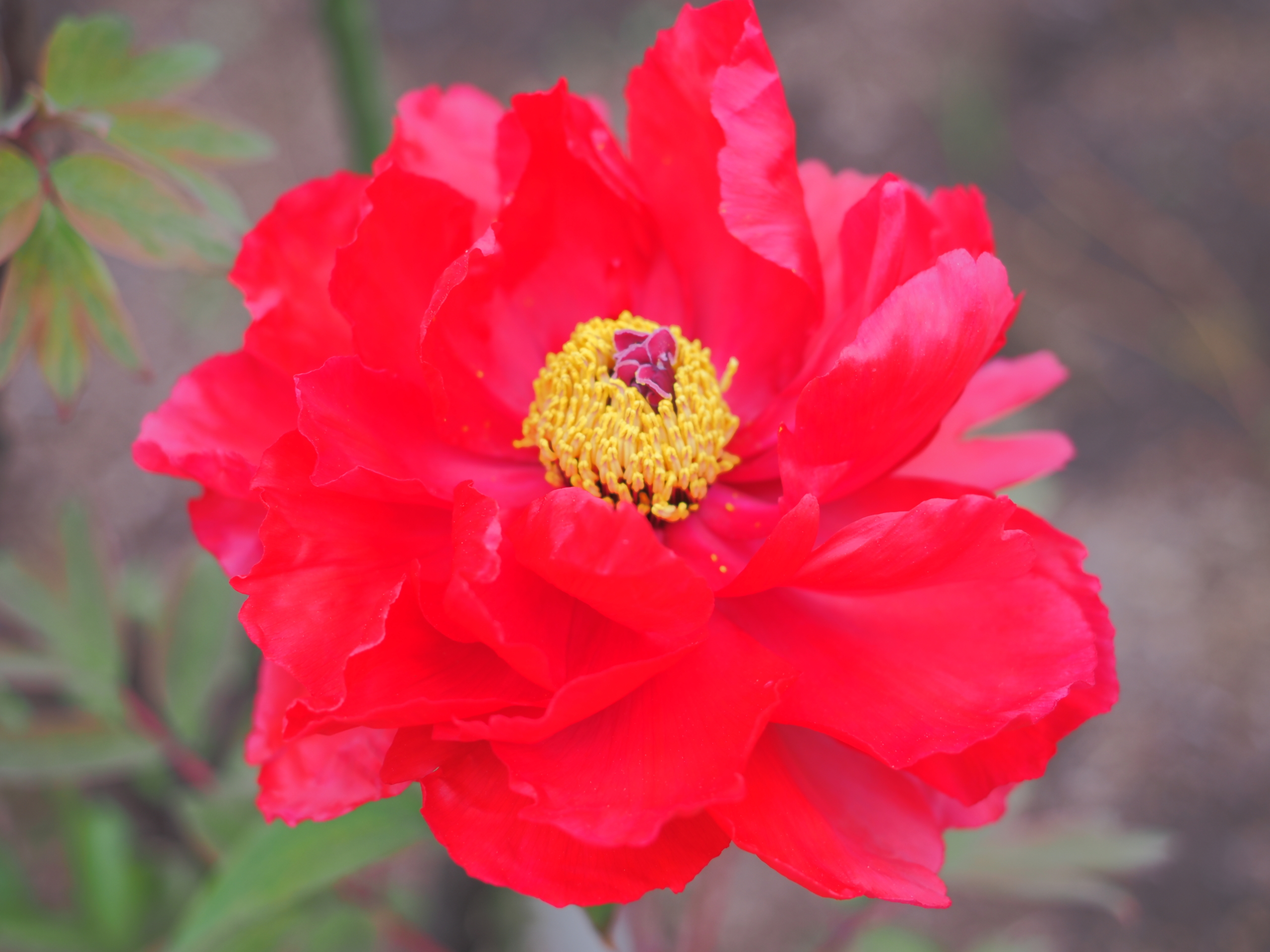 4/９ ボタン（牡丹）