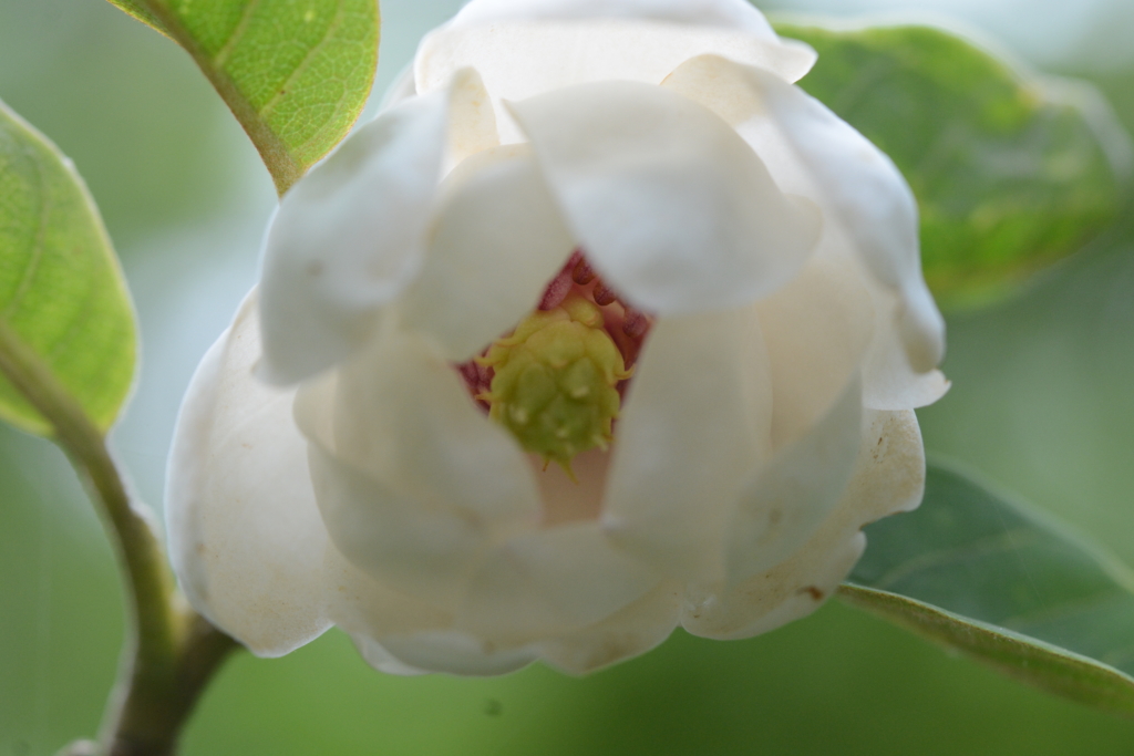 5/21オオヤマレンゲ