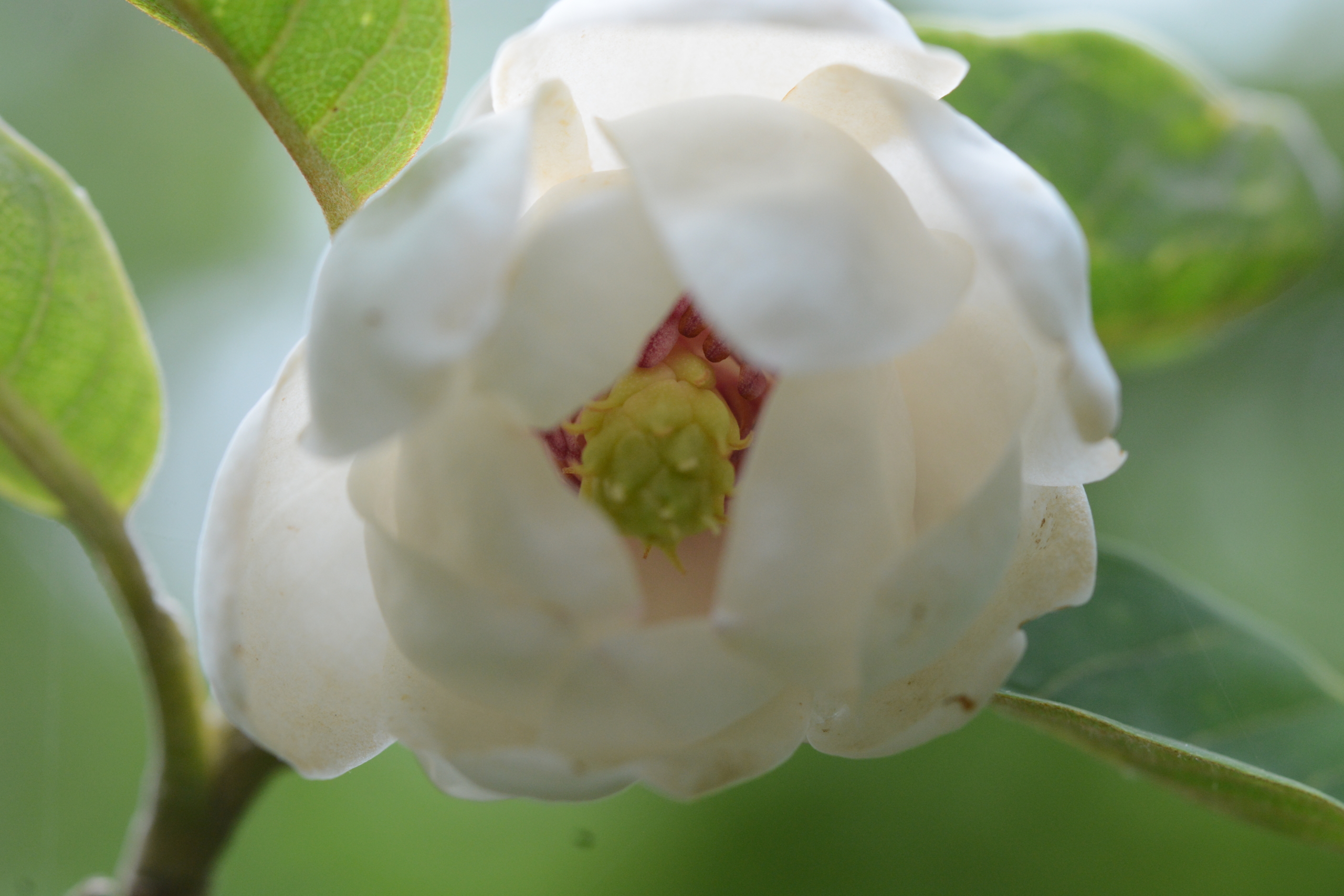 5/21オオヤマレンゲ