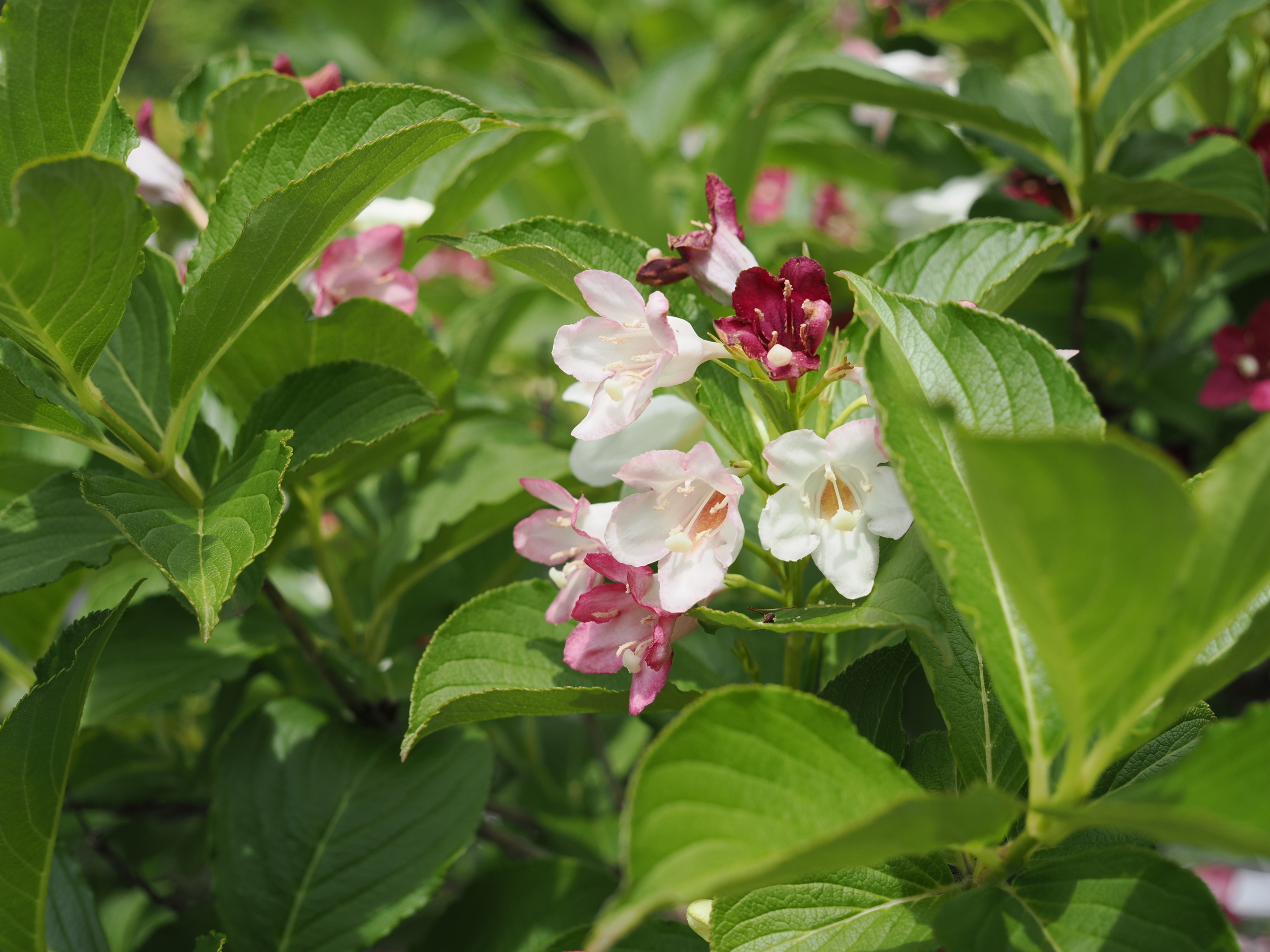 5/11  ハコネウツギ
