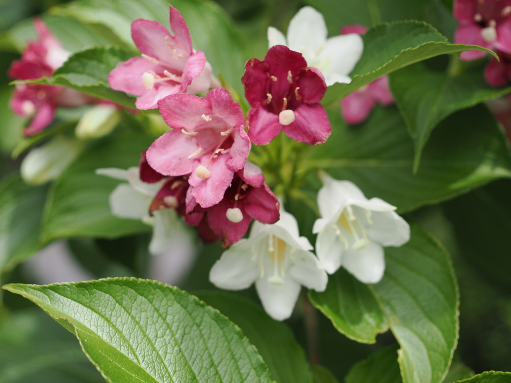 5/11  ハコネウツギ