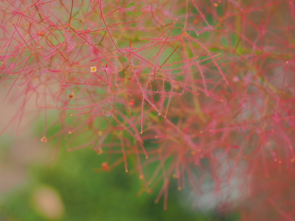 5/26  スモークツリー