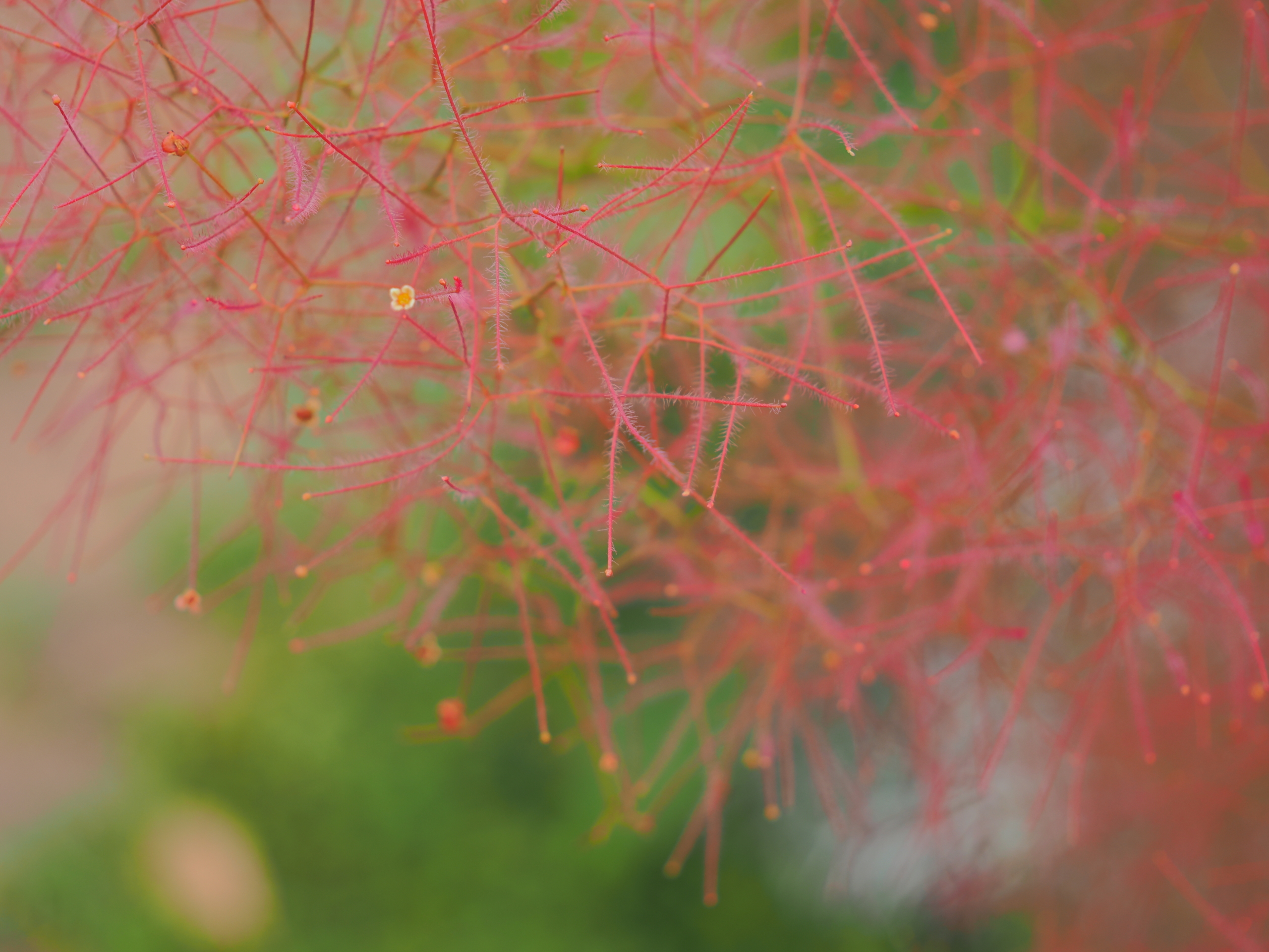 5/26  スモークツリー