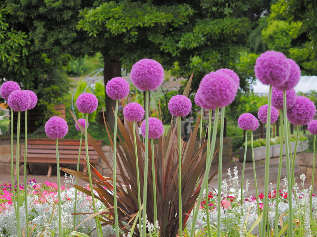 5/28   アリウム・ギガンチウム