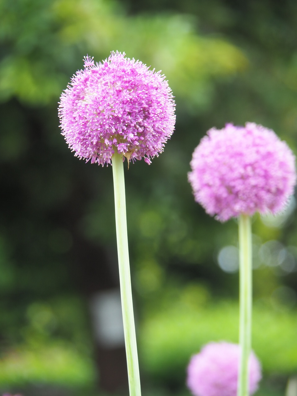 5/28   アリウム・ギガンチウム