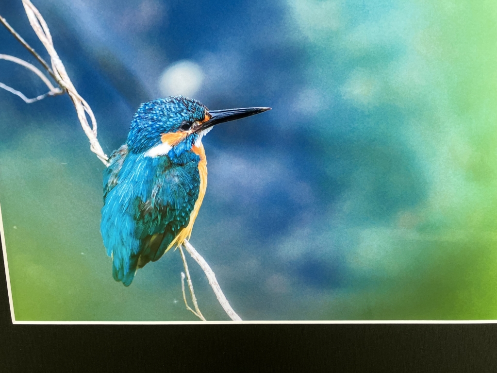 カワセミと野鳥写真展②