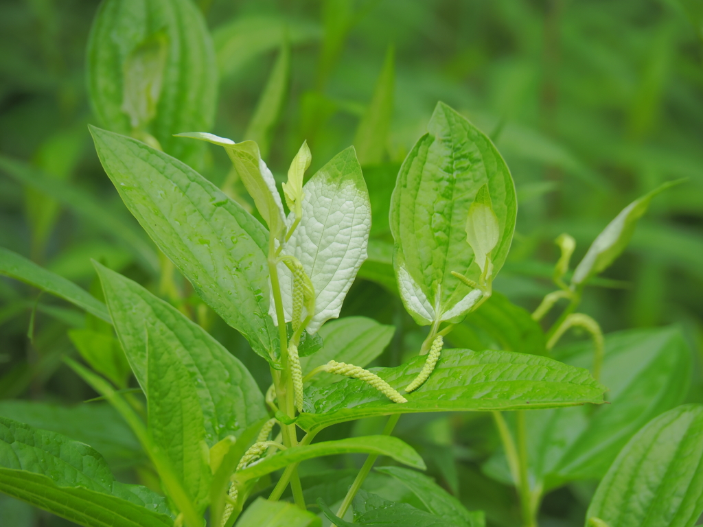 6/8　ハンゲショウ（半夏生）