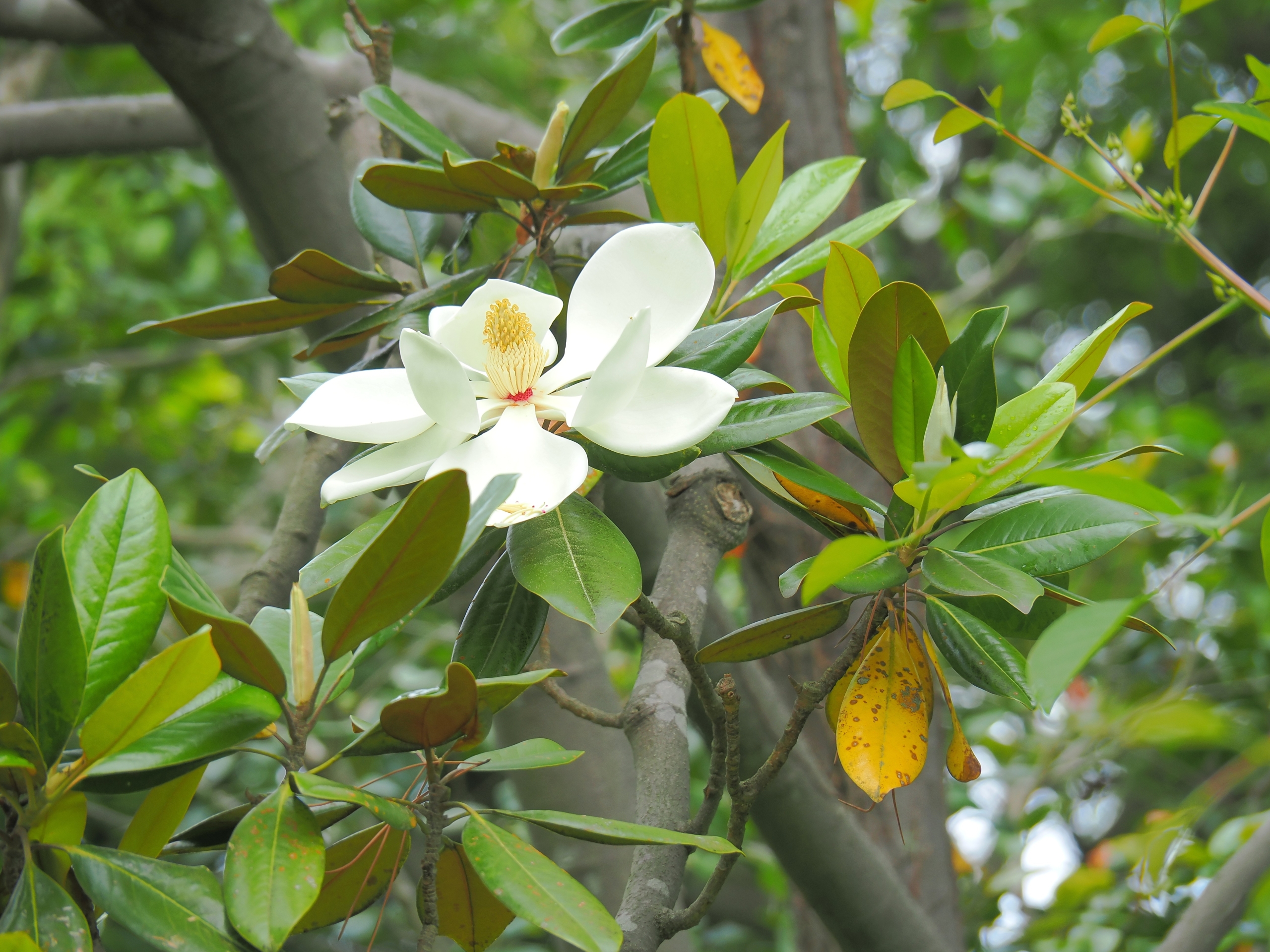 6/8　タイサンボク（泰山木）