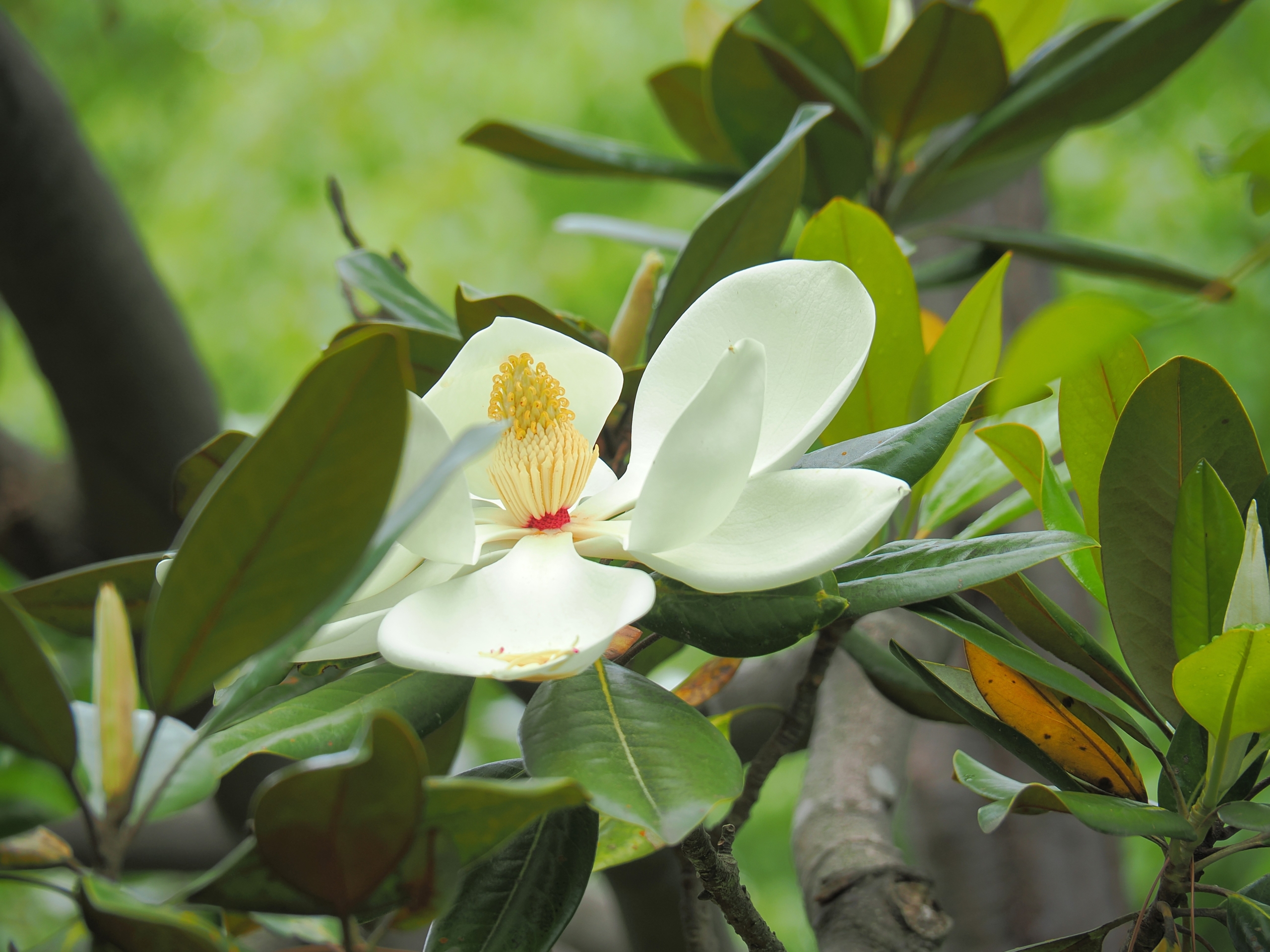 6/8 タイサンボク（泰山木） | 藤沢市長久保公園 都市緑化植物園・生物