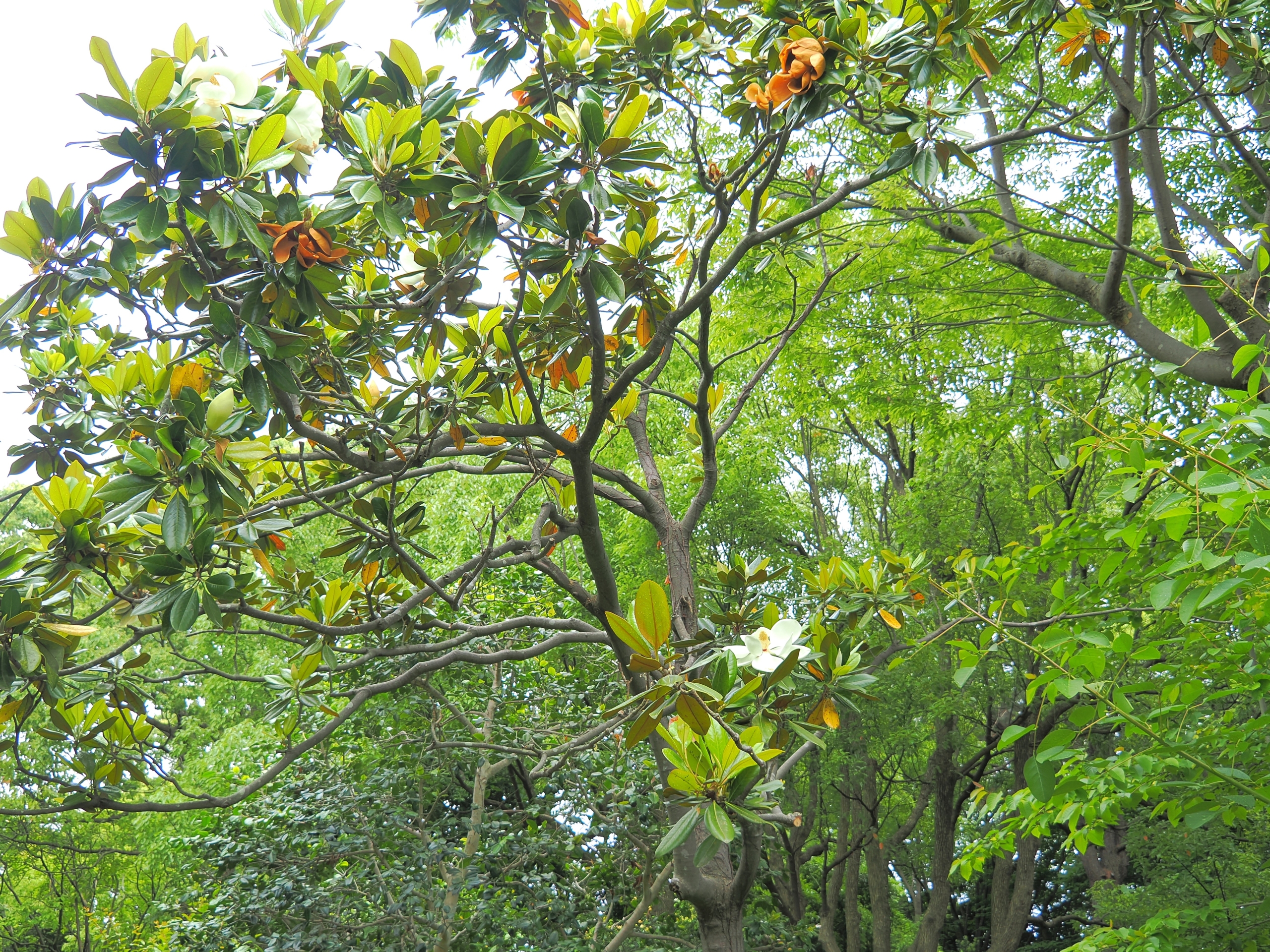 6/8　タイサンボク（泰山木）