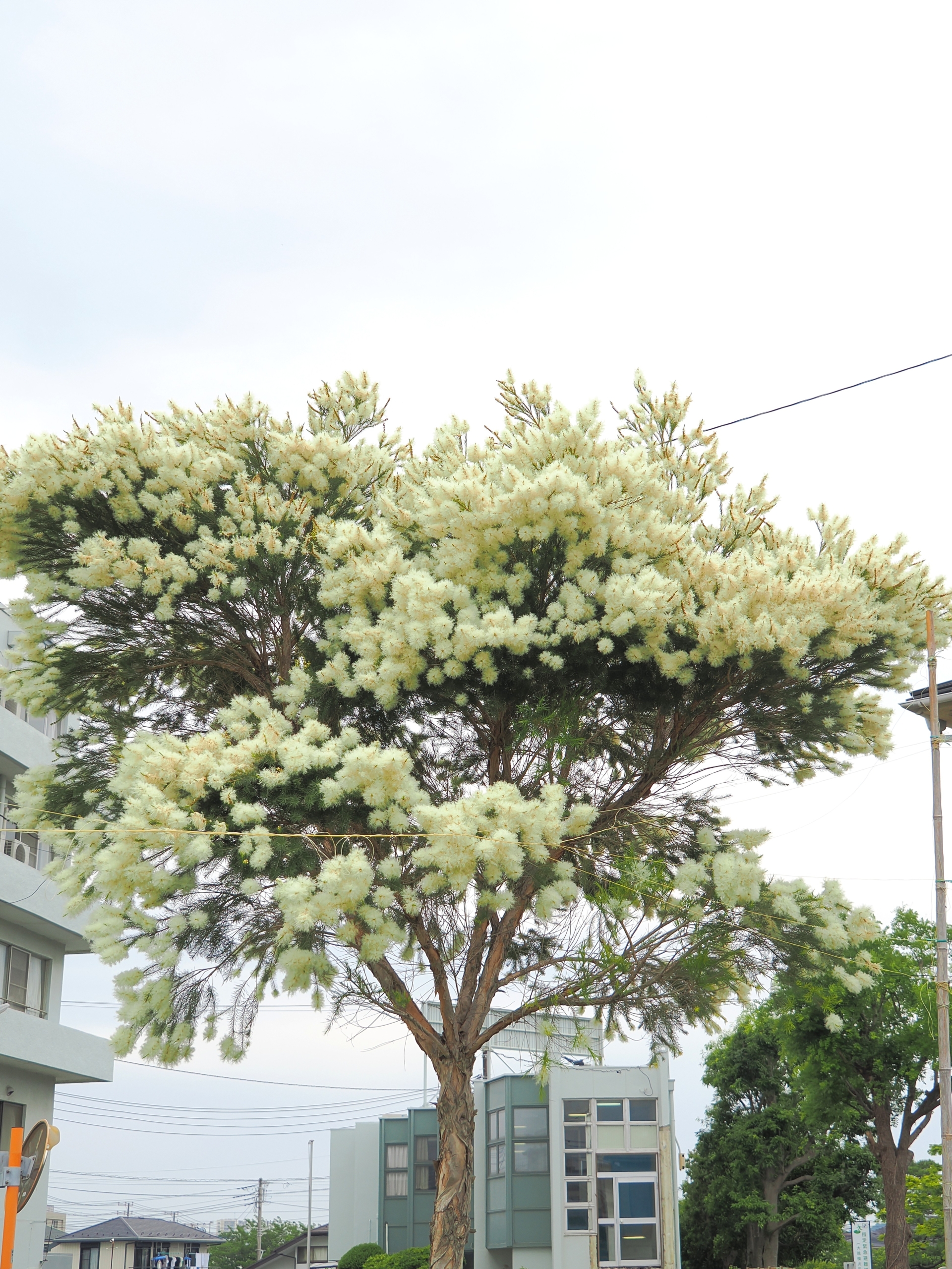 6/8　ティーツリー