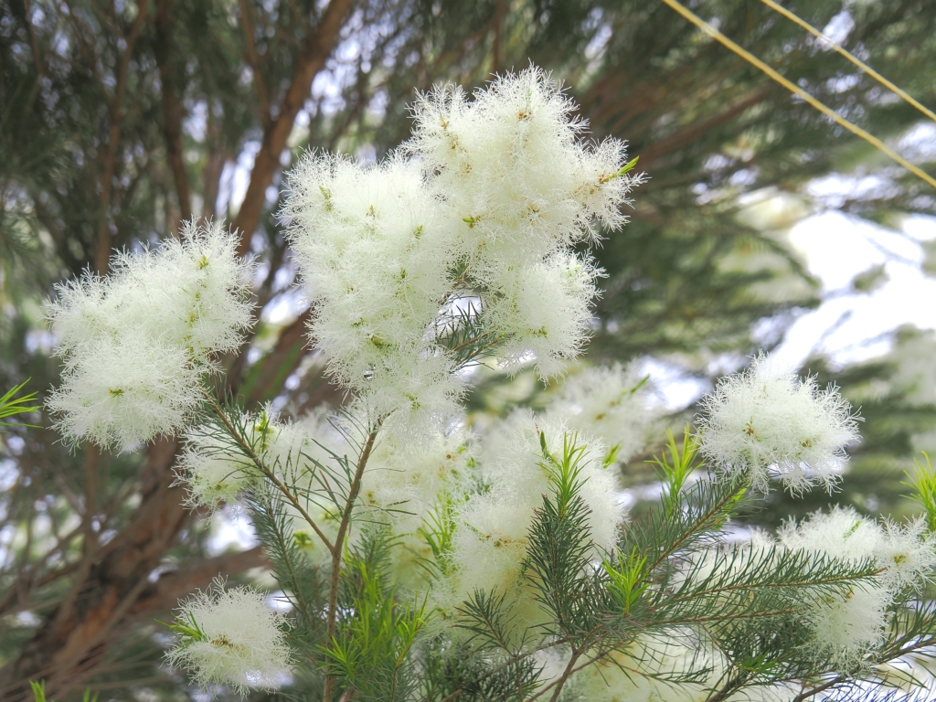 6/8　ティーツリー