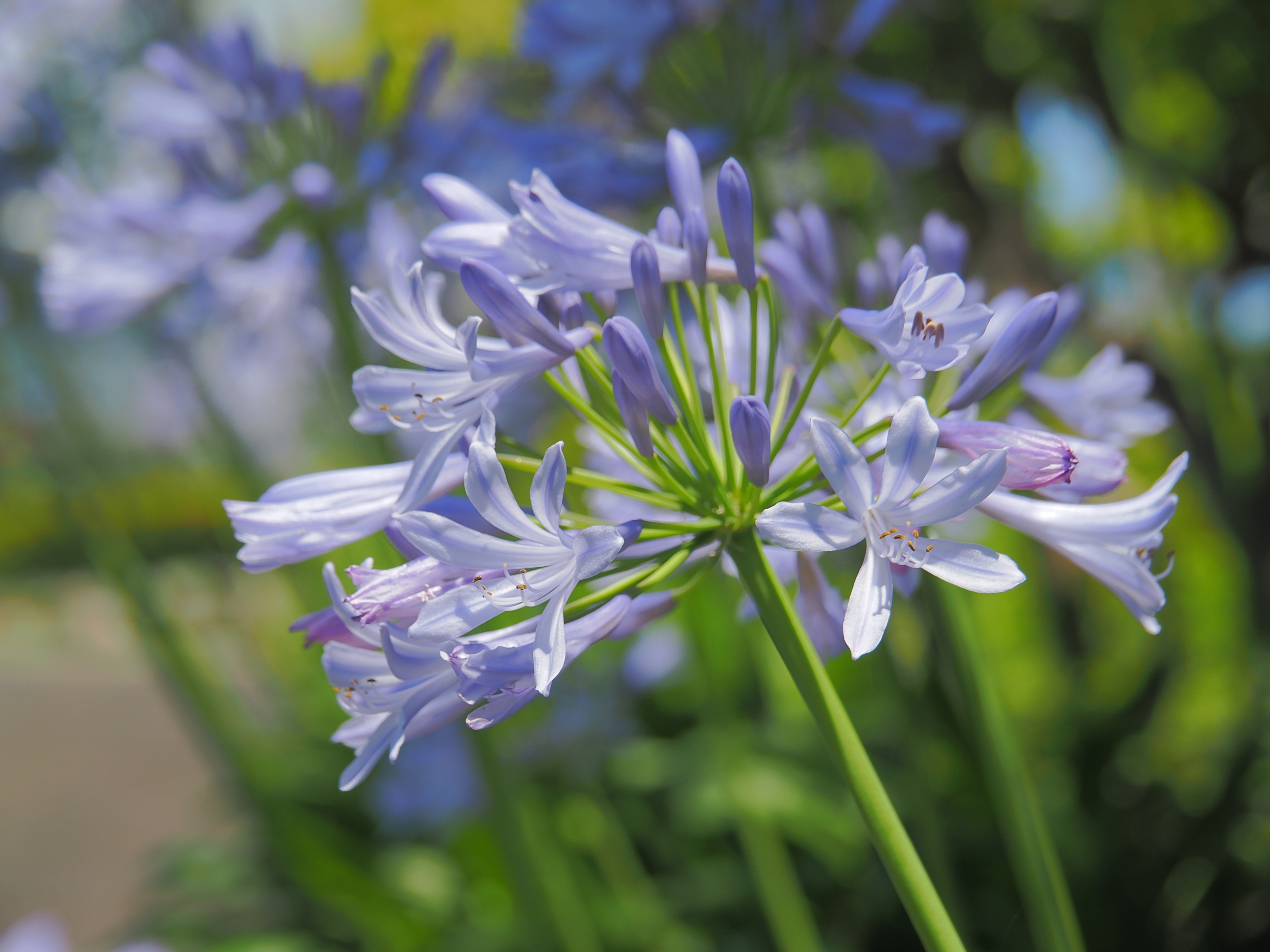 6/17  アガパンサス