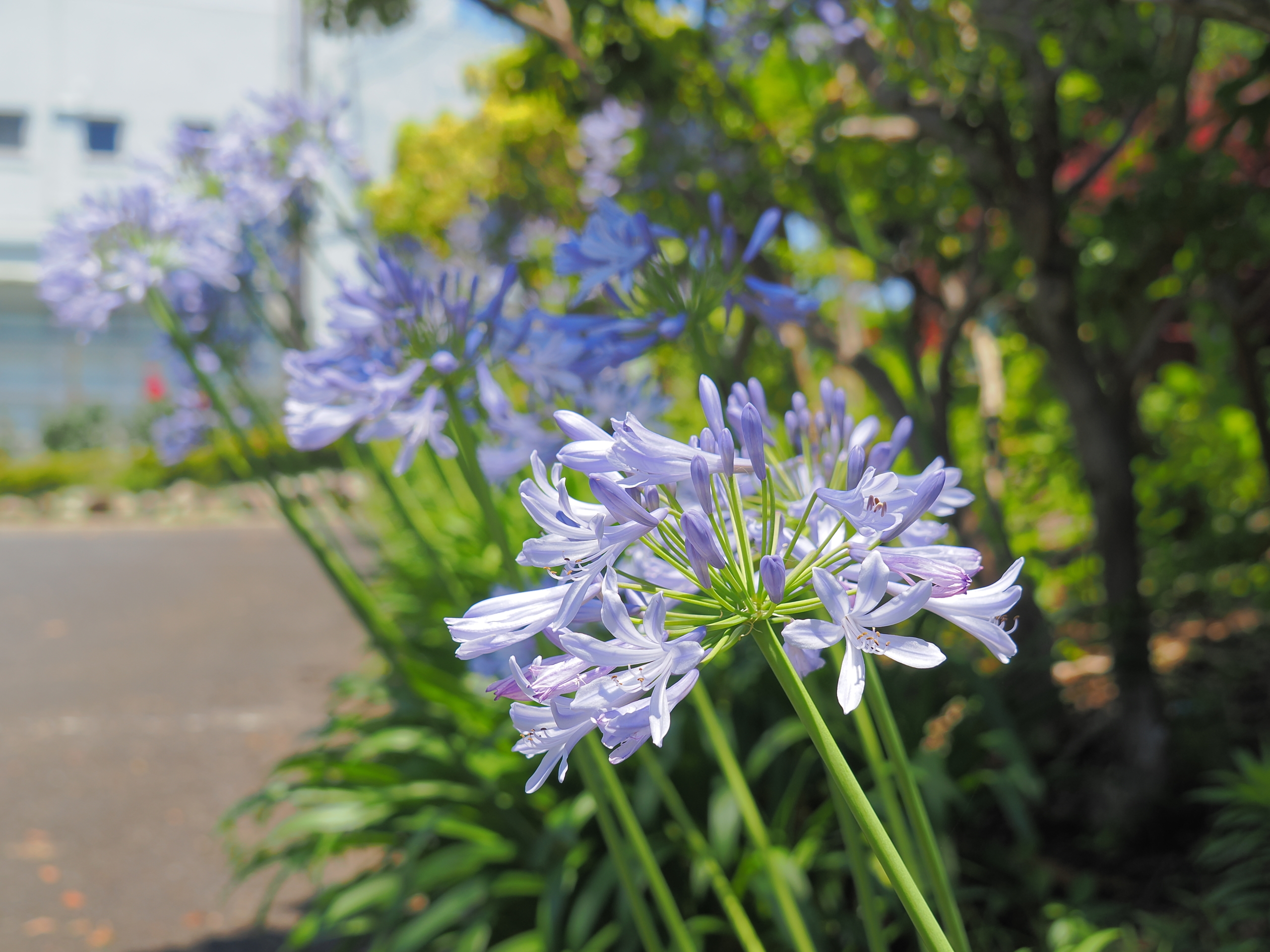 6/17  アガパンサス