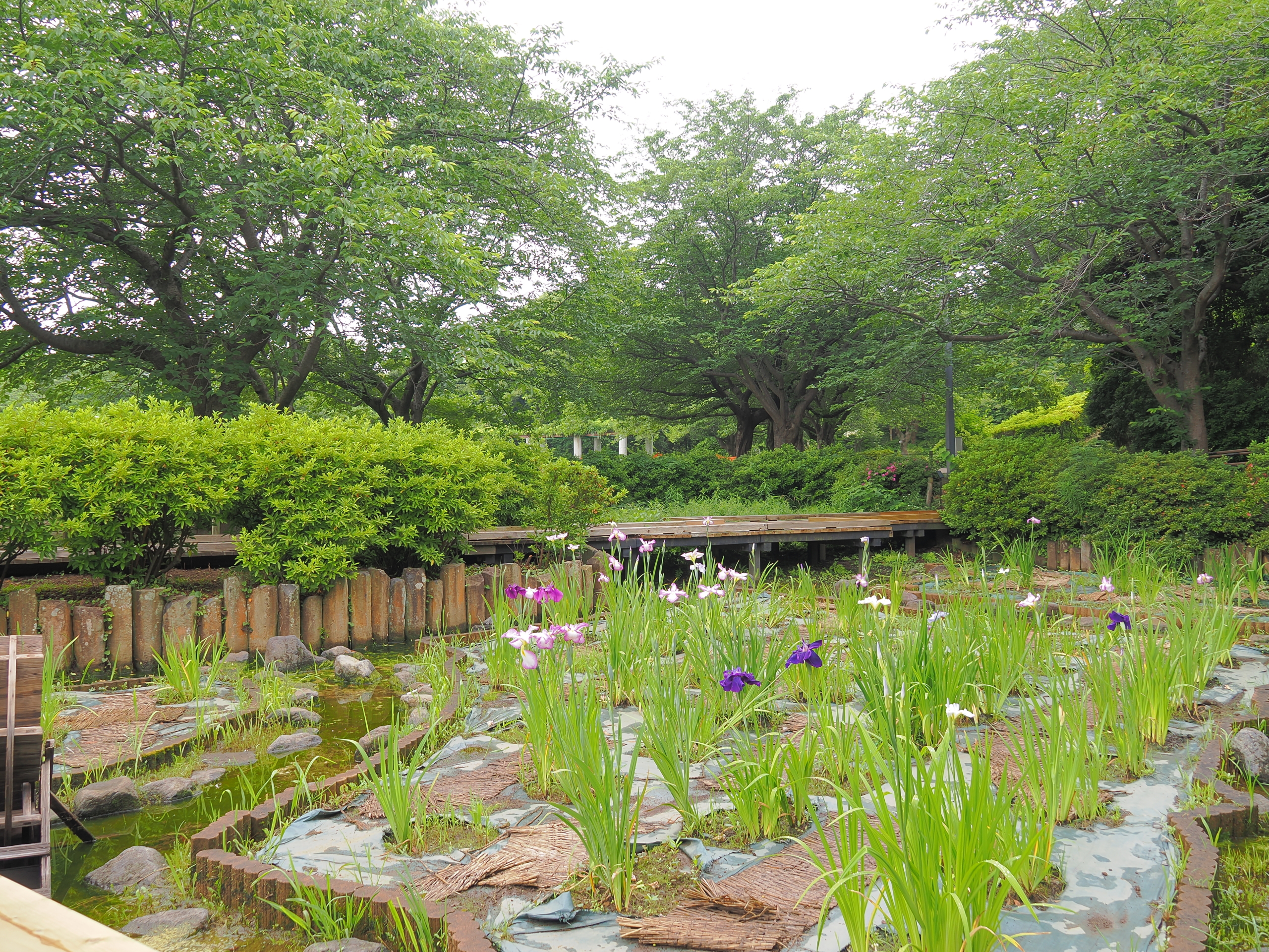 6/8　ハナショウブ