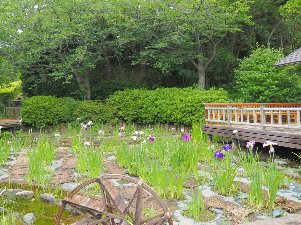 6/8　ハナショウブ