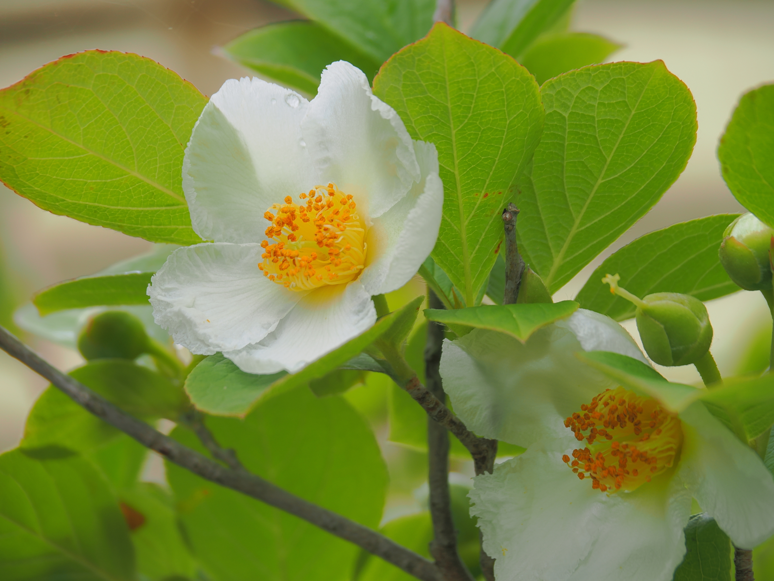 6/8　ヒメシャラ（シャラノキ）